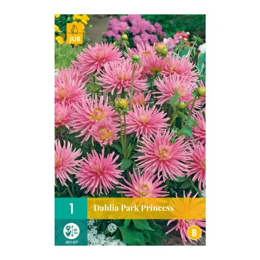 Dahlia knol Park Princess (zakje van 1 stuk)